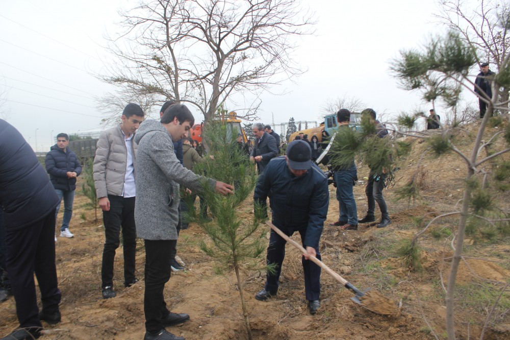 Nizami rayonu da ağacəkmə kampaniyasına qoşuldu - FOTOLAR