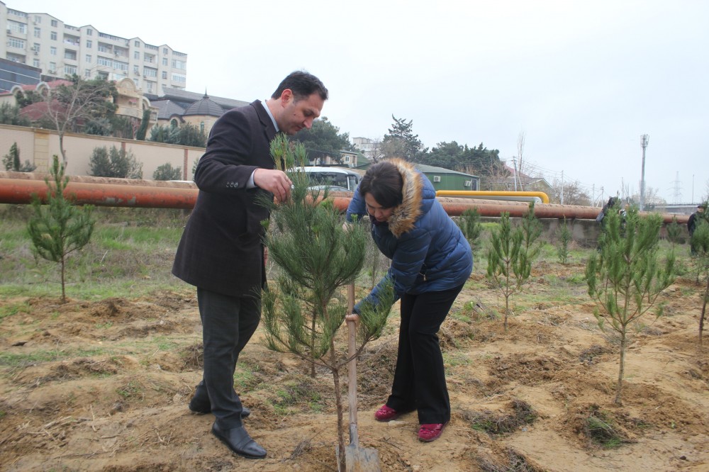 Nizami rayonu da ağacəkmə kampaniyasına qoşuldu - FOTOLAR
