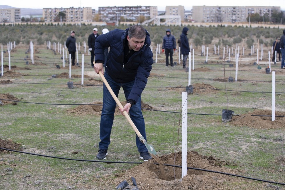 Kənd Təsərrüfatı Nazirliyi ağacəkmə kampaniyasına qatıldı - FOTOLAR