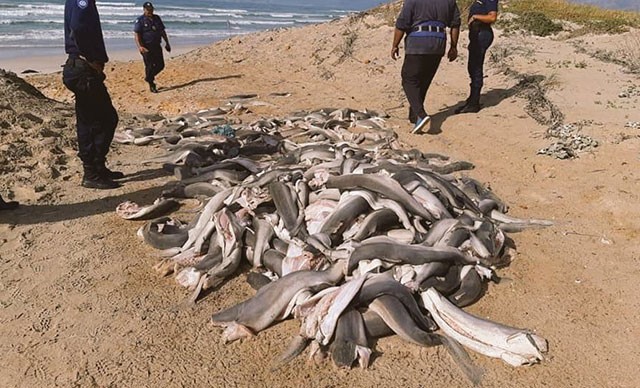 Sahildə başları kəsilmiş köpək balıqları tapıldı - hər il 73 milyon... (Foto)