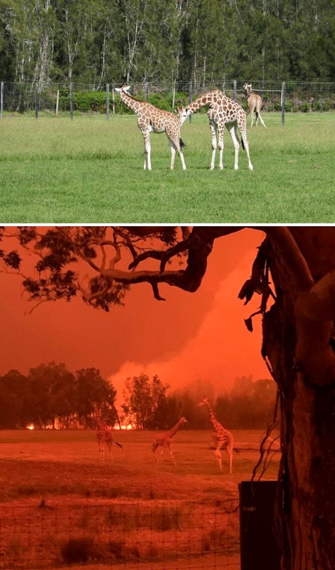 Avstraliya yanğınlardan əvvəl və sonra - Fotolar