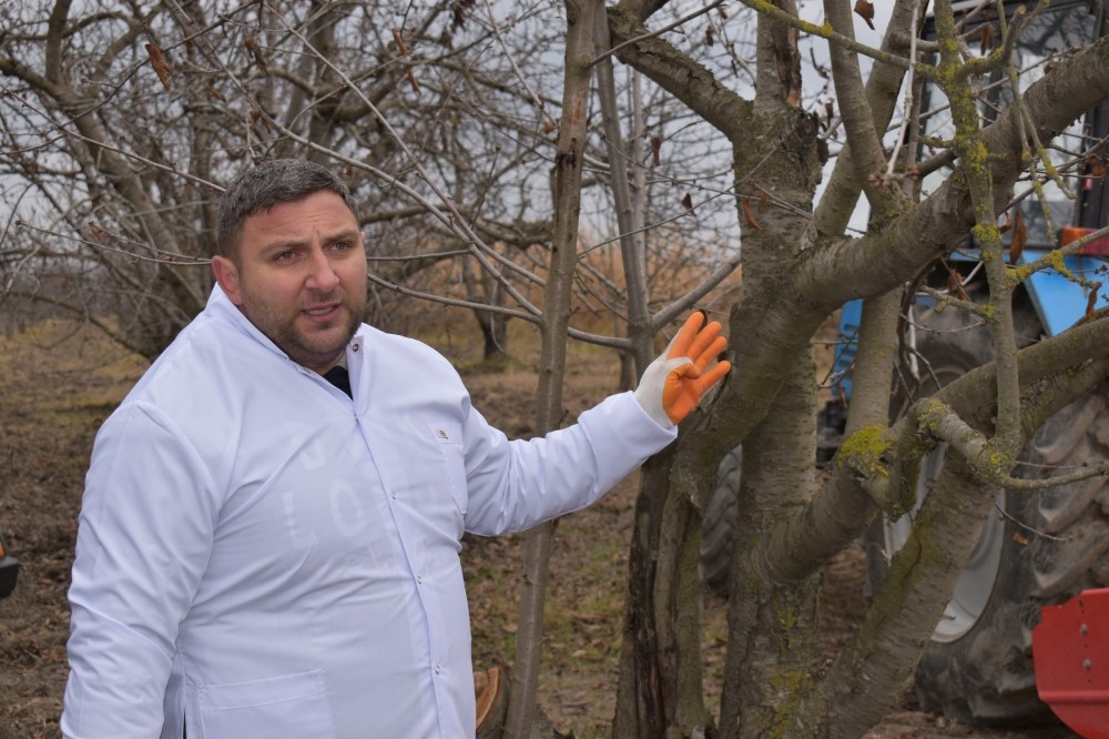 Qubada dronla xəstəlik və zərərvericilərə qarşı əməliyyat aparıldı - Foto