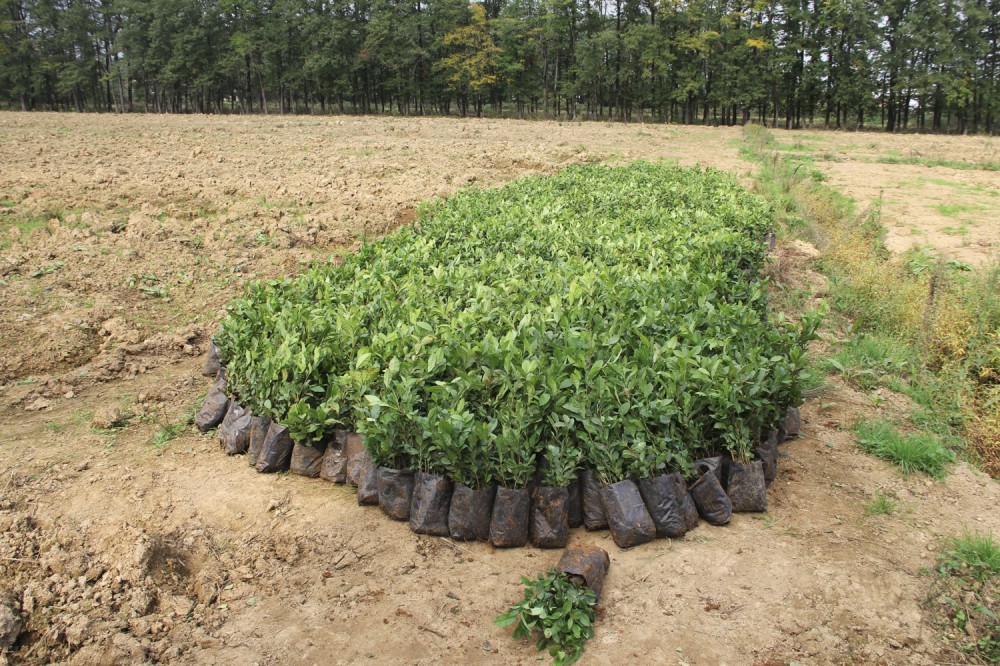 Masallıda yeni çay plantasiyaları salınıb - FOTO