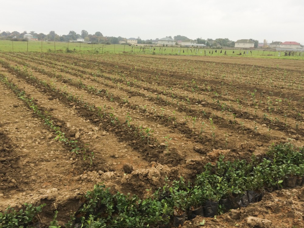 Masallıda yeni çay plantasiyaları salınıb - FOTO