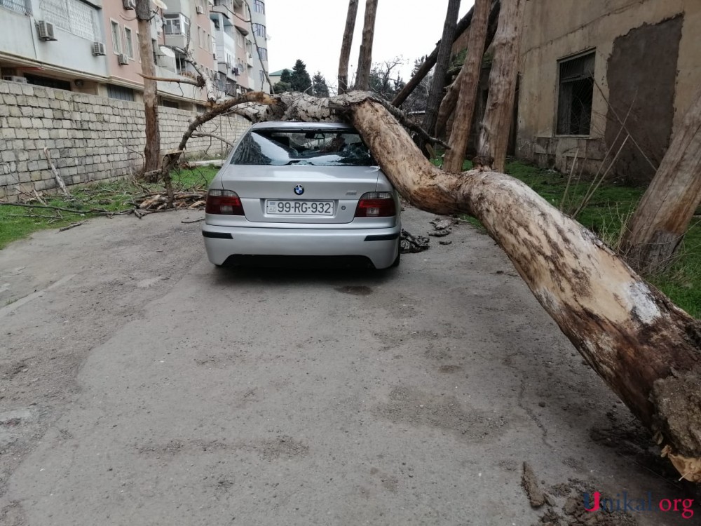 Nəsimidə külək ağac "BMW"nin üzərinə aşırdı - FOTOLAR