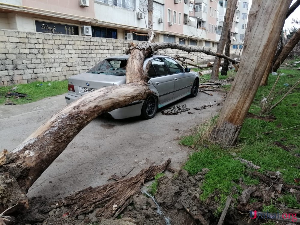 Nəsimidə külək ağac "BMW"nin üzərinə aşırdı - FOTOLAR