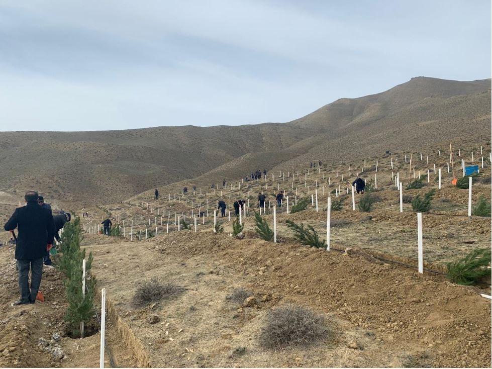 Son bir həftədə 95 minə yaxın ağac əkilib - FOTO