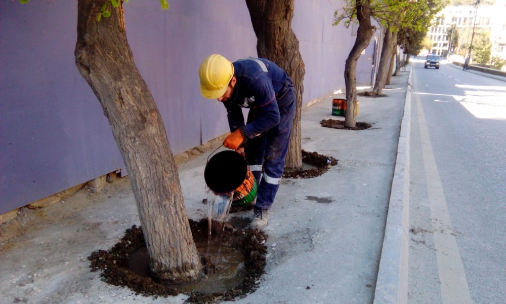 "Sabah Residens” şirkəti ağacların dibini betonladı 