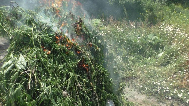 Zaqatalada 2,5 tondan artıq çətənə kolu məhv edildi - FOTO