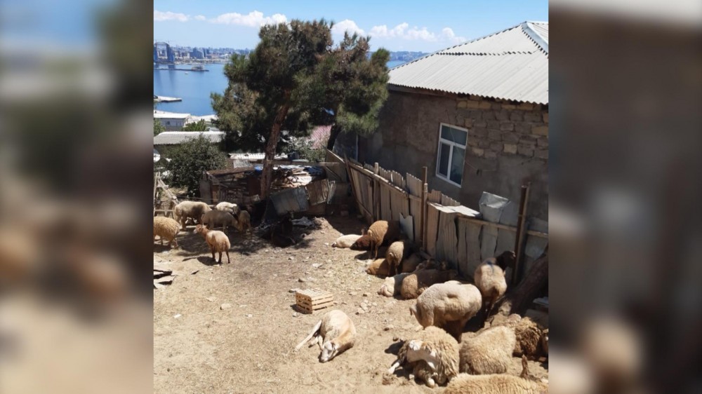 Bakıda həyətində qanunsuz ət kəsən şəxs saxlanıldı - FOTOLAR