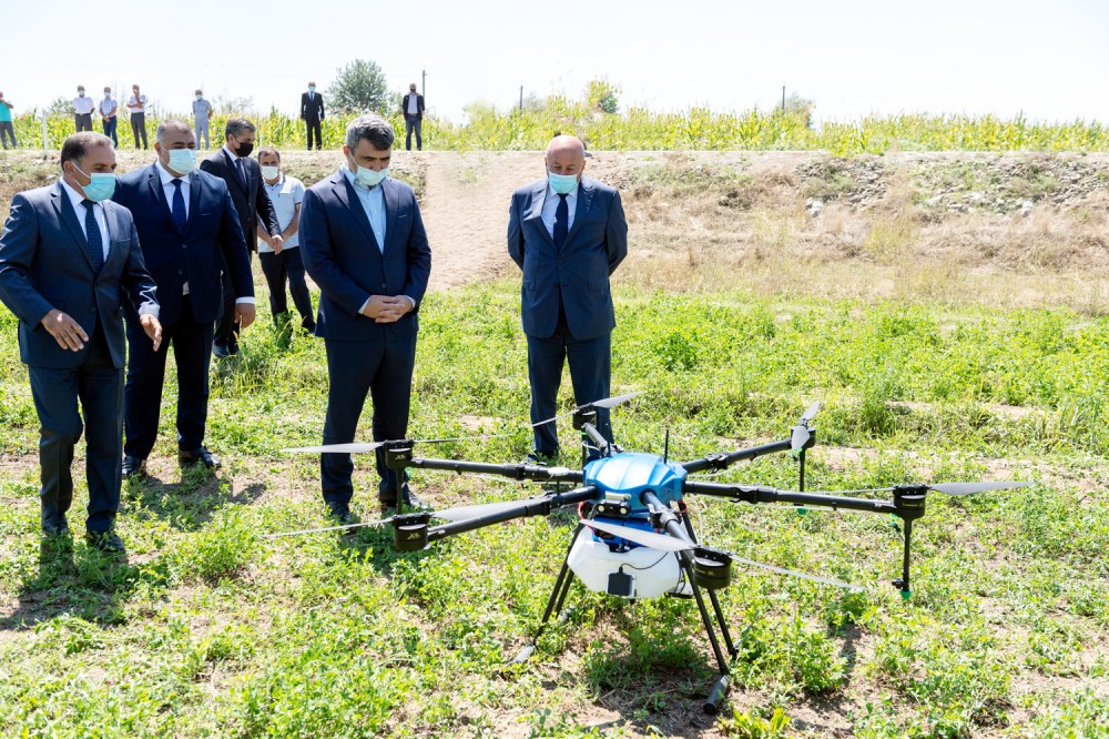 Azərbaycanda qarğıdalı sahələrinin dərmanlanmasında dronlar işə salındı 