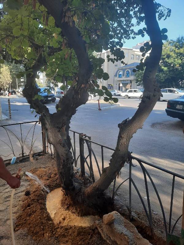 Bakıda ağacların dibi betondan təmizləndi - FOTOLAR