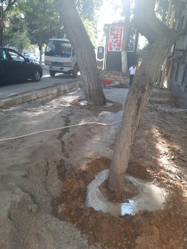 Bakıda ağacların dibi betondan təmizləndi - FOTOLAR