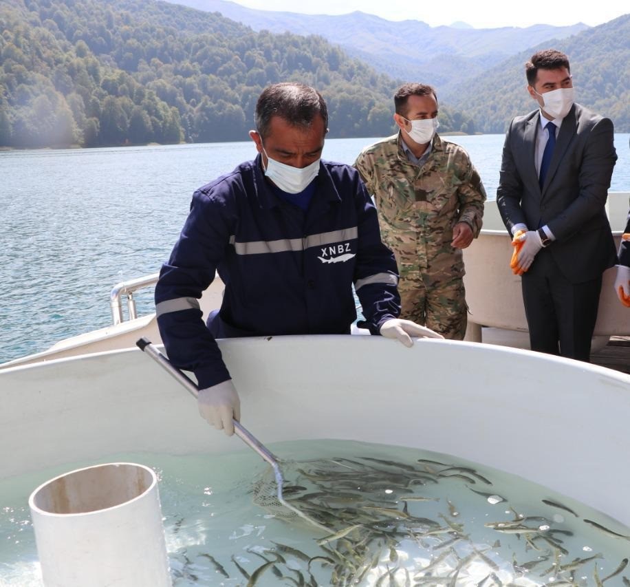 Göygöl və Maralgöl göllərinə körpə forel balıqları buraxıldı - FOTOLAR