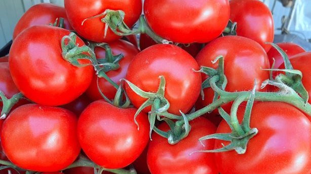 Azərbaycan Rusiyanın pomidor və alma idxalına qadağa məsələsini araşdırır 