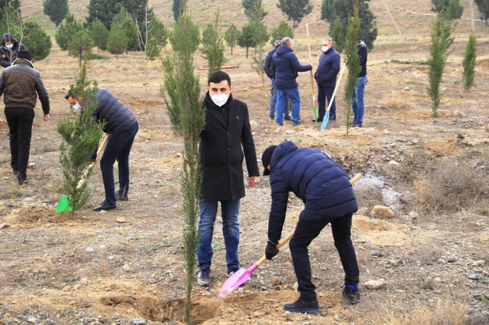 Gəncədə Vətən müharibəsi şəhidlərinin xatirəsinə 2783 ağac əkilib - FOTOLAR