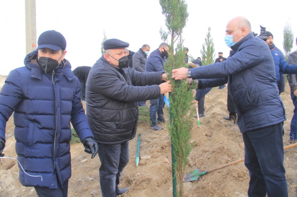 Gəncədə Vətən müharibəsi şəhidlərinin xatirəsinə 2783 ağac əkilib - FOTOLAR