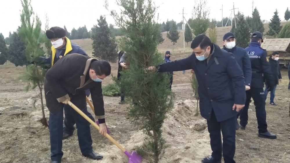 Gəncədə Vətən müharibəsi şəhidlərinin xatirəsinə 2783 ağac əkilib - FOTOLAR