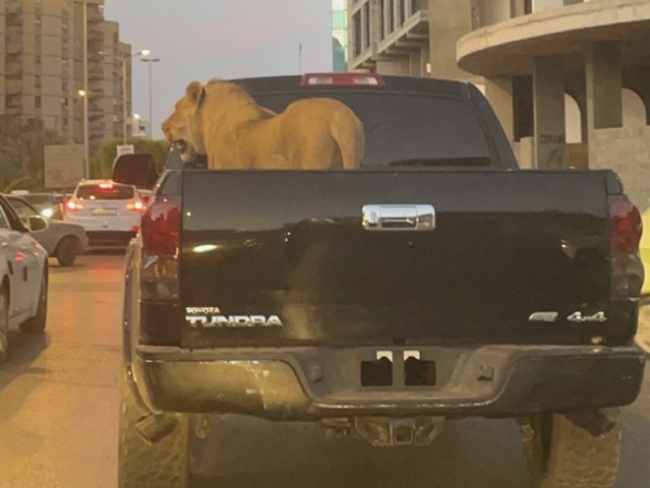 Aslan Pikapda şəhər turuna çıxdı - FOTO