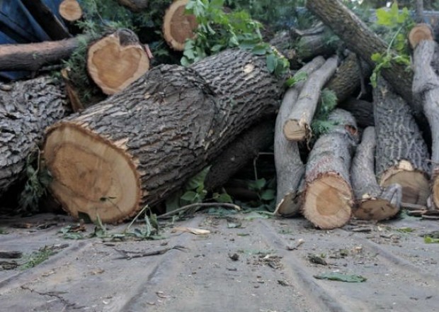 Bakıda ağacların məhv edilməsi ilə bağlı cinayət işi açıldı
