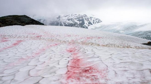 Alp dağlarına qırmızı qar yağdı - FOTOLAR