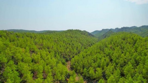 Türkiyədə meşə yanğınının olduğu ərazi yaşıllığa büründü  - FOTOLAR