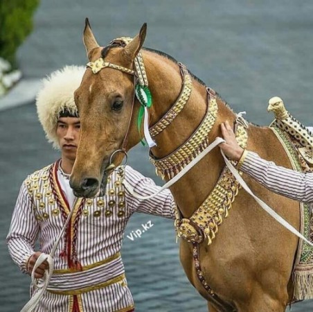 Dünyanın ən gözəl at cinsi məlum oldu - FOTOLAR