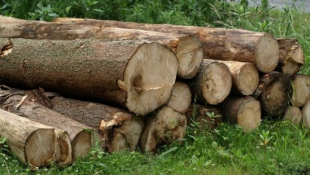 6 rayonun oduncaqla təmin edilməsi üçün işlər görülür 