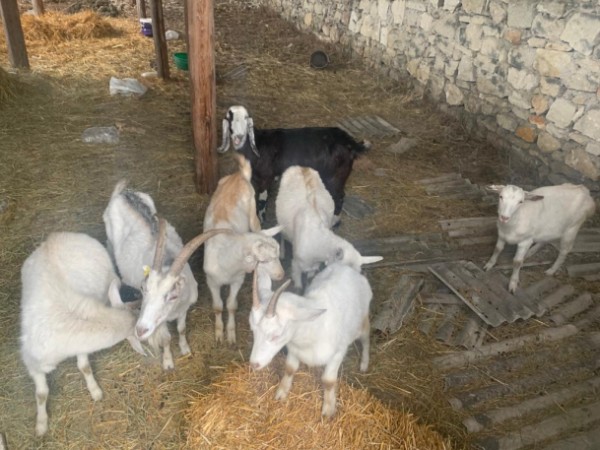 Qubada mal-qara oğruları saxlanıldı - FOTO