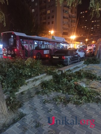 "Volkswagen"in üzərinə ağac aşdı  - FOTOLAR