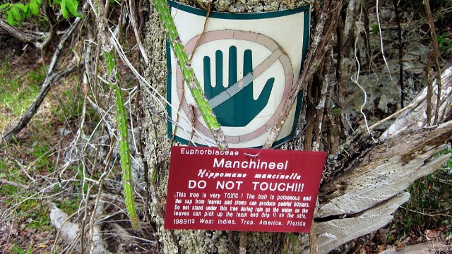 Dünyanın ən ölümcül ağacı 