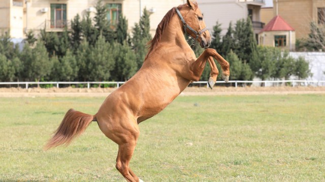 Qarabağ atlarının ilk satış auksionuna hazırlıq işləri davam edir - FOTOLAR