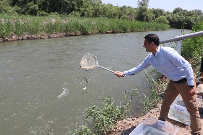 Həkəri çayına qızılxallı forel körpələri buraxıldı - FOTOLAR