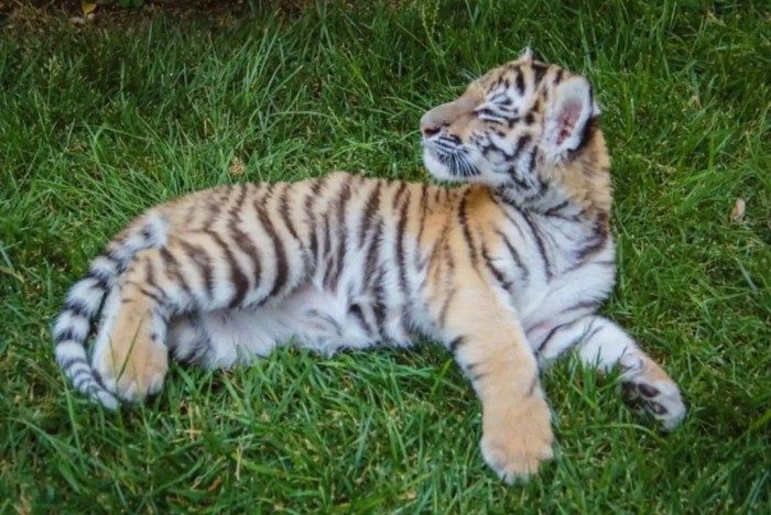 Bakı zooparkında pələng balası doğuldu - FOTO