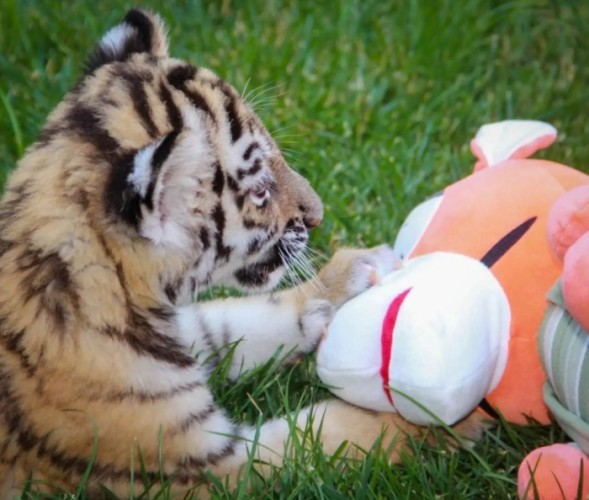 Bakı zooparkında pələng balası doğuldu - FOTO