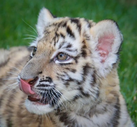 Bakı zooparkında pələng balası doğuldu - FOTO