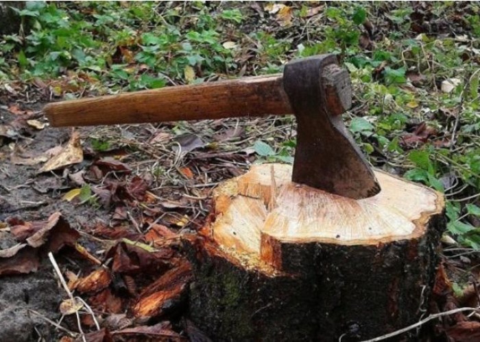 198 ağacın kəsilməsi ilə bağlı cinayət işləri başlandı