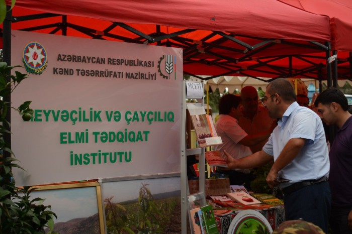 Azərbaycanda ilk dəfə “Albalı və gilas” festivalı keçirilib - FOTOLAR