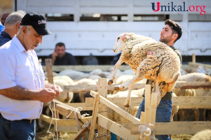 Paytaxt sakinləri qurban kəsib - FOTOLAR