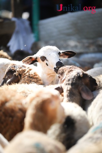 Paytaxt sakinləri qurban kəsib - FOTOLAR