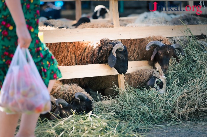 Paytaxt sakinləri qurban kəsib - FOTOLAR