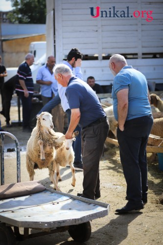 Paytaxt sakinləri qurban kəsib - FOTOLAR