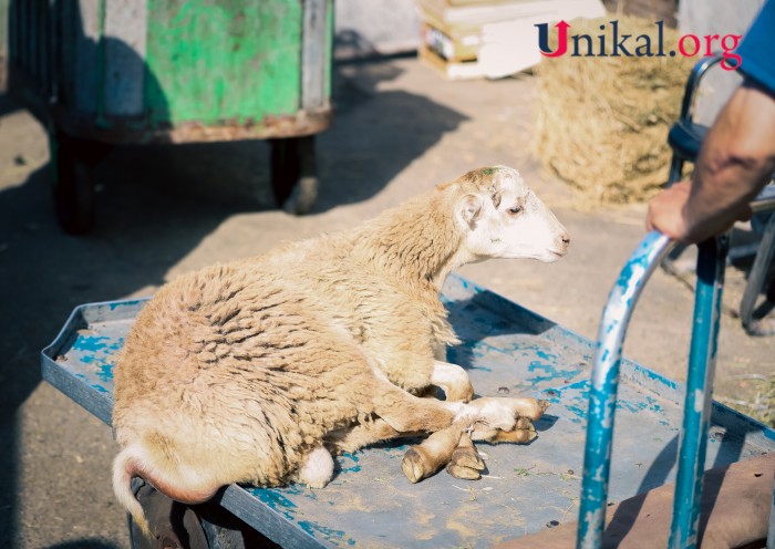 Paytaxt sakinləri qurban kəsib - FOTOLAR