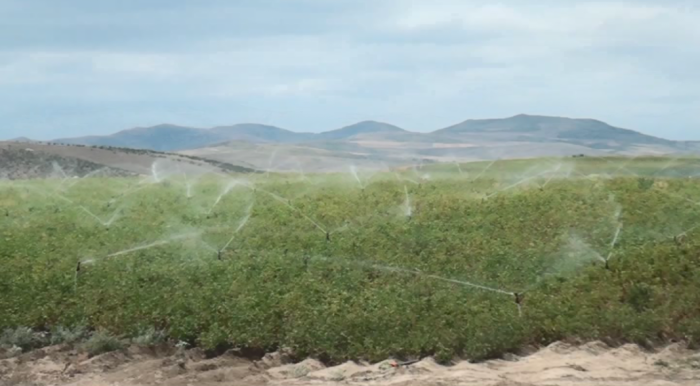 Qazaxda əkin sahələrinin suvarılması davam edir - FOTOLAR