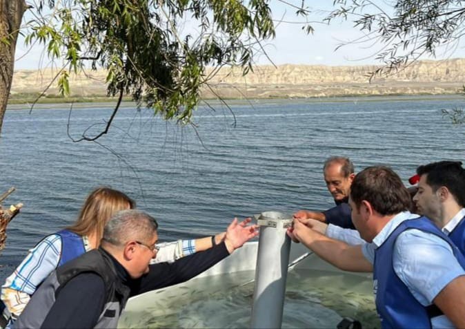 Şəmkir və Yenikənd su anbarlarına balıq körpələri buraxılıb - FOTOLAR