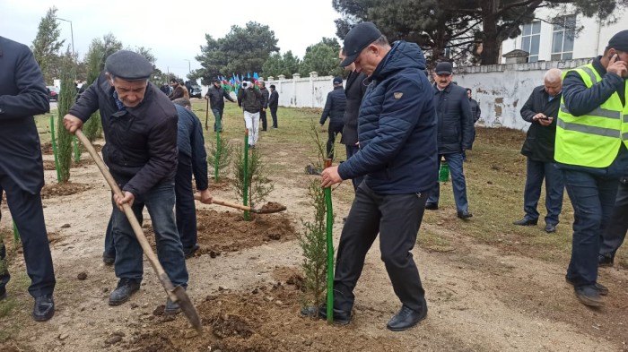 Xəzər rayonunda ağacəkmə aksiyası keçirildi - FOTOLAR