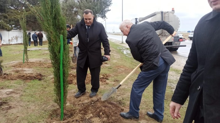 Xəzər rayonunda ağacəkmə aksiyası keçirildi - FOTOLAR