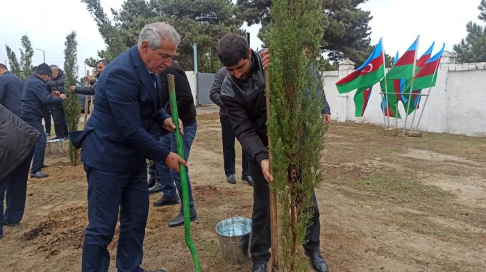 Xəzər rayonunda ağacəkmə aksiyası keçirildi - FOTOLAR