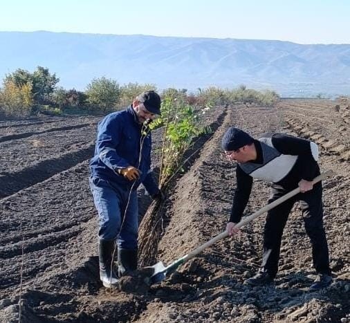 Bu gün 25 000 ağac əkilib - FOTO