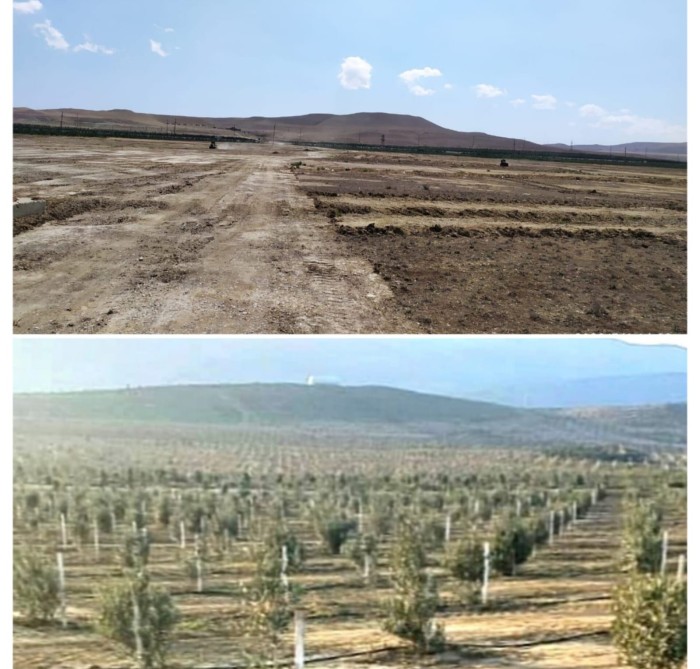 Son bir ay ərzində ölkə üzrə 600 mindən çox ağac əkilib - FOTO
